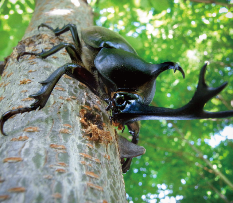 たびら昆虫自然園