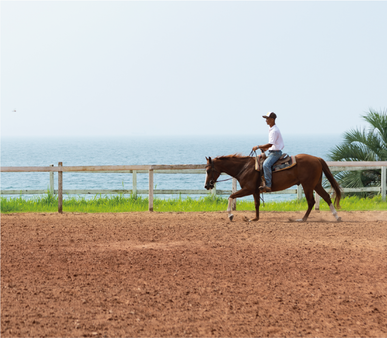 シービューランチ